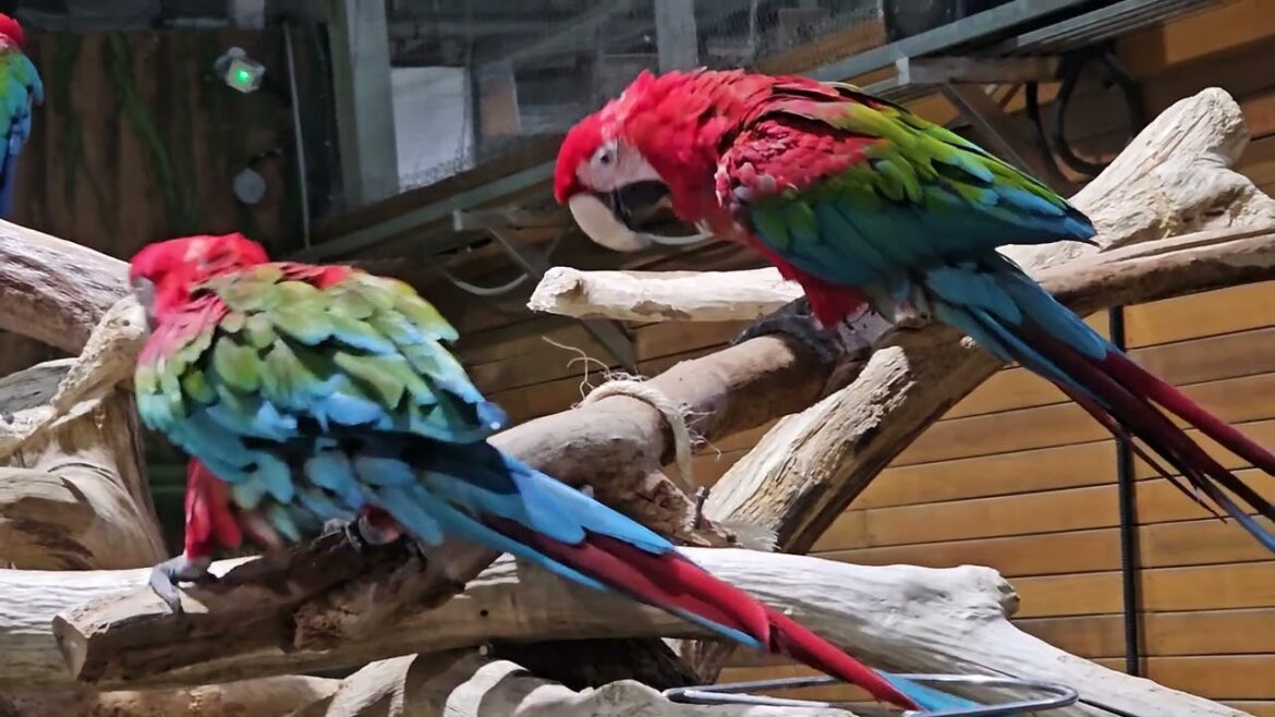 Birdland at Daejeon O-World