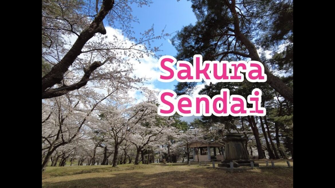 Sakura, Sendai ,walking tour.