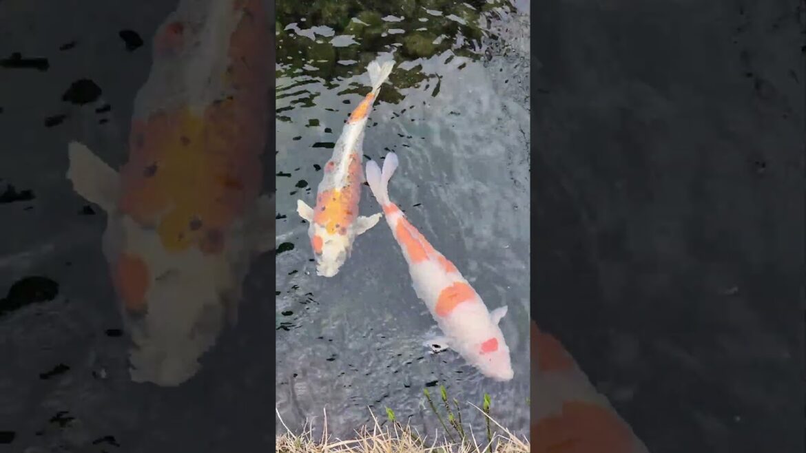 Koi Fish in Okayama, Japan #japan #koifish #travel Koi Fish in Okayama, Japan #japan #koifish #travel