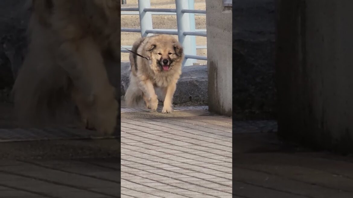 cute dog looking for husky and akita