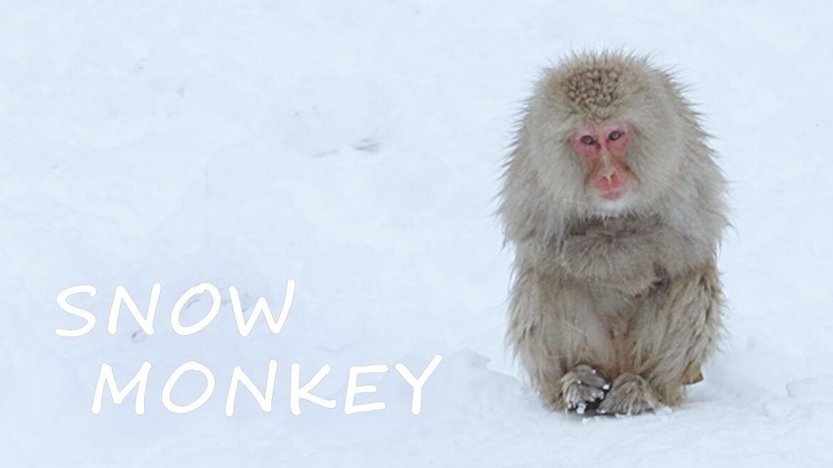 Snow Monkey Park, Discover Their Secret to Braving the Extreme Cold | Nagano, Japan Trip