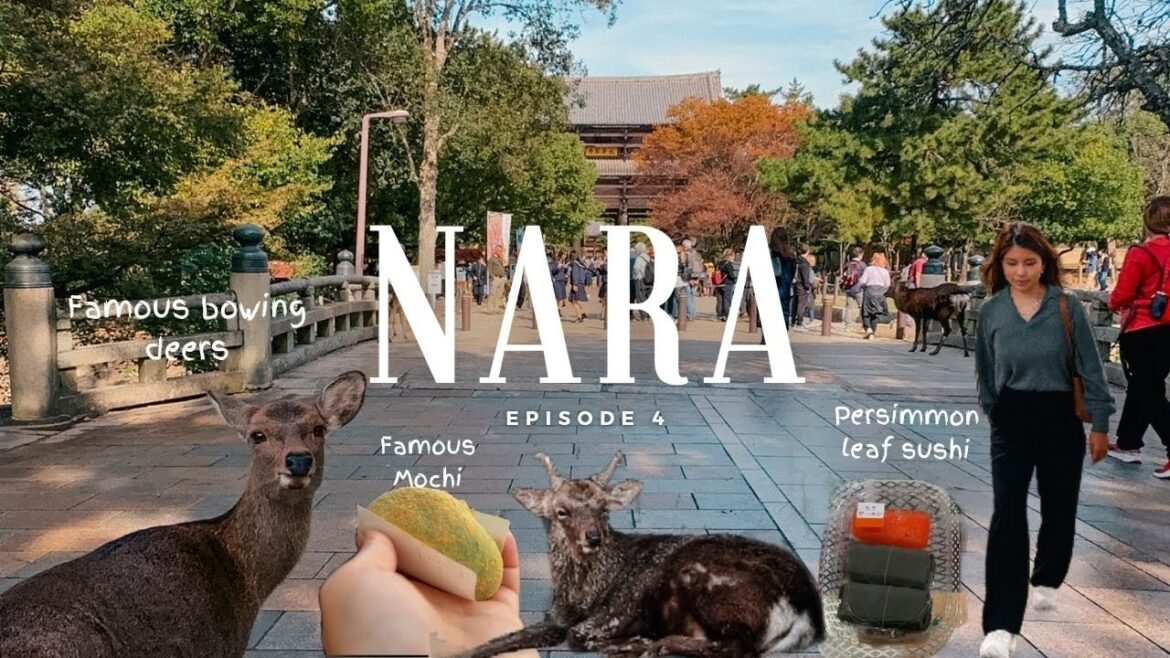 Bowing deer in Nara ๐ฆ๐ Day Trip to Nara | Famous Mochi ๐ก Sushi incident? Bowing deer in Nara ๐ฆ๐ Day Trip to Nara | Famous Mochi ๐ก Sushi incident?
