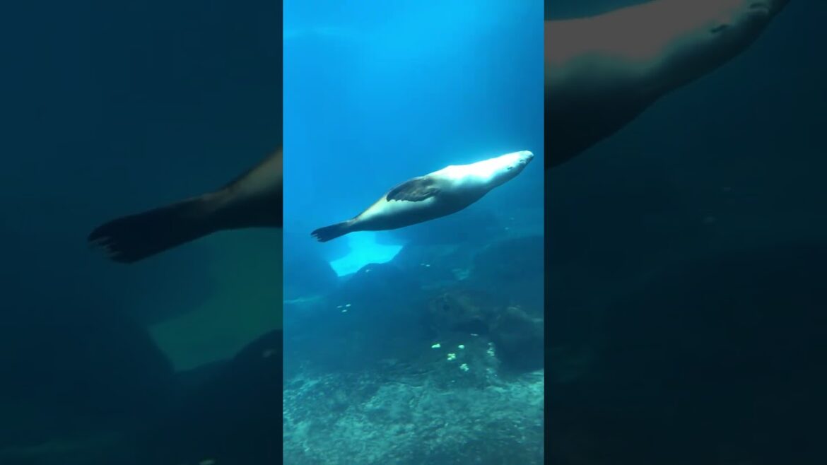 Seal Swims Gracefully