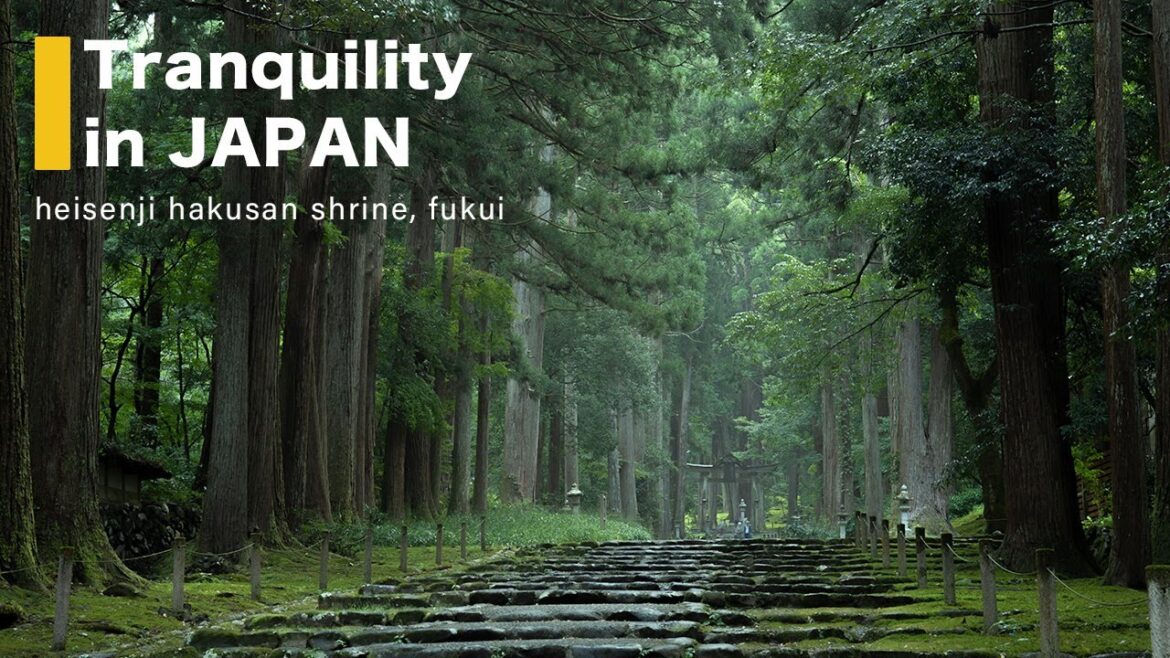 Japan Travel / Very very deep deep moss ruins ! / Heisenji Hakusan Shrine Japan Travel / Very very deep deep moss ruins ! / Heisenji Hakusan Shrine