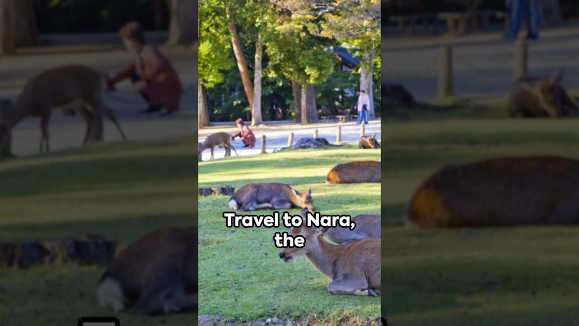 Japan's Top 5 Must Visit Destinations 2024