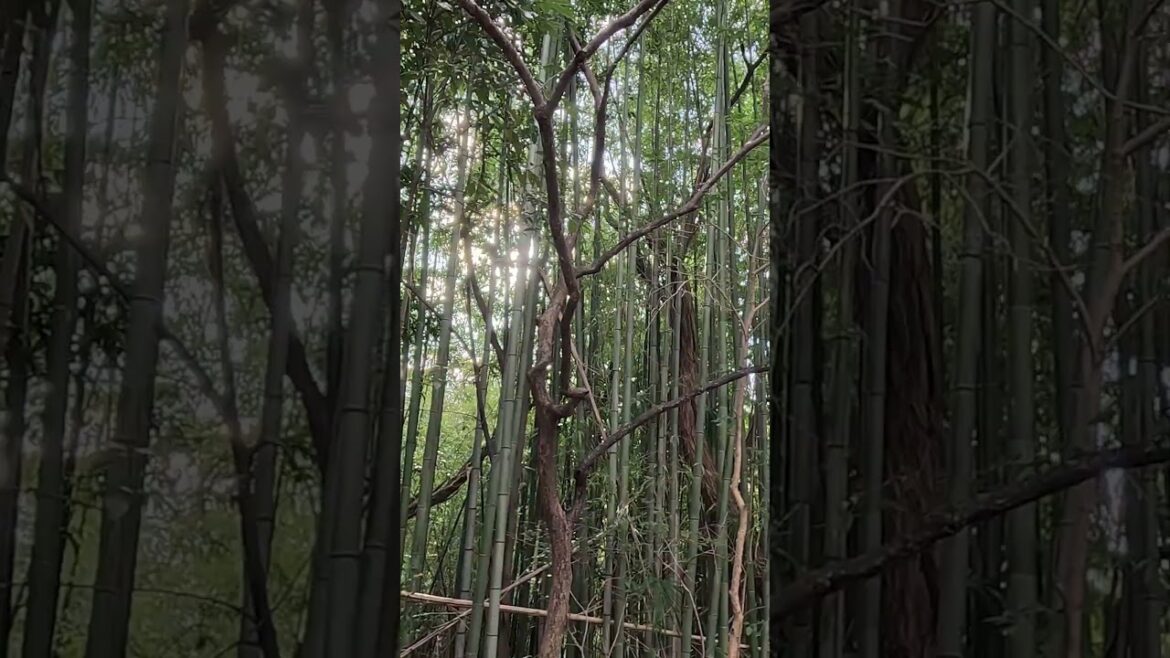 The bamboo forest of Heiwa Park in Nagoya City  #japan #travel  #japanese  #nature #nagoya #4k