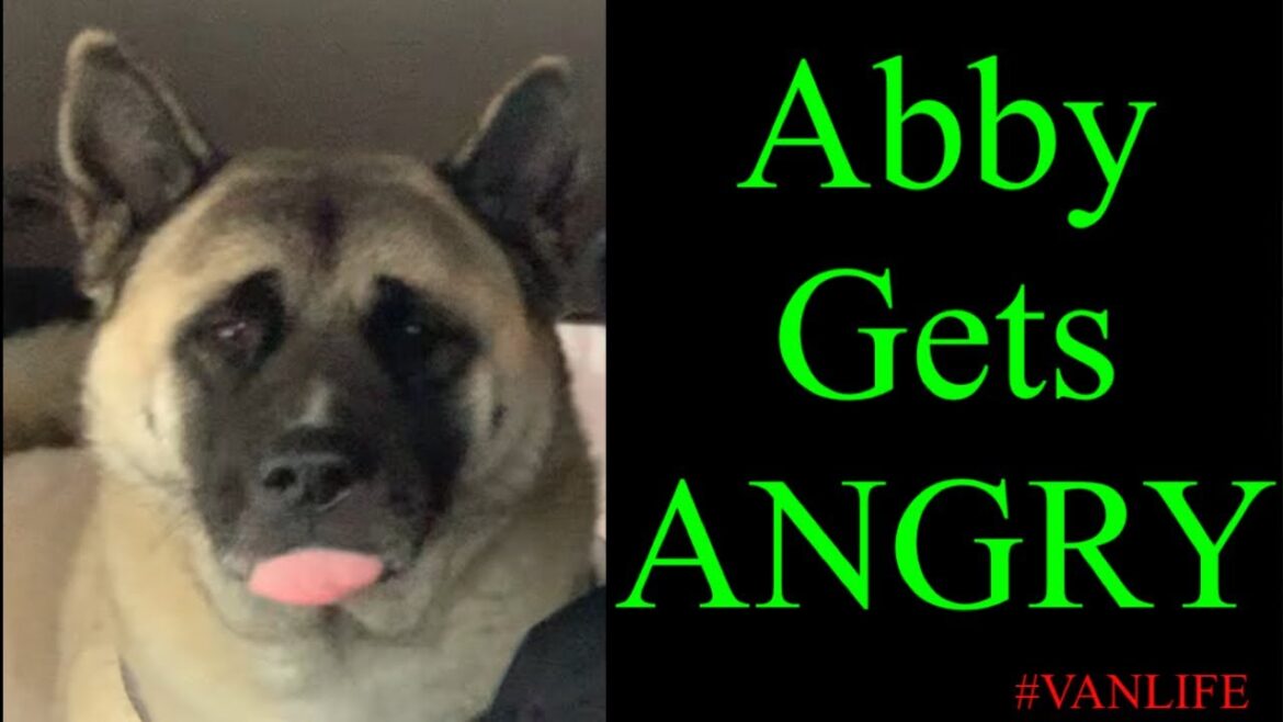 Abby The Akita Gets Vicious