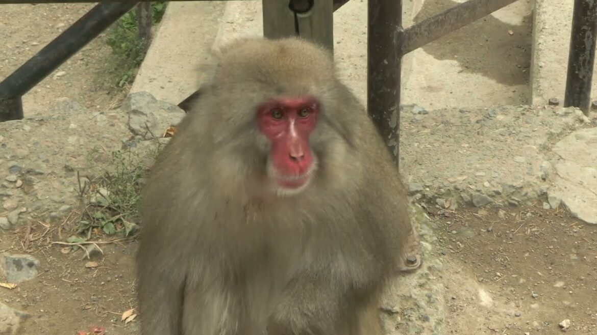 Japan Short part 2                 יפן מאוד בקיצור חלק 2