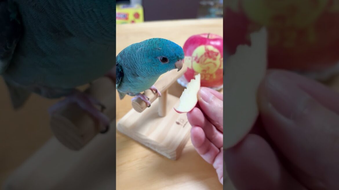 Lineolated Parakeet with Dragon Apple Happy New Year from Wasabi #Shorts