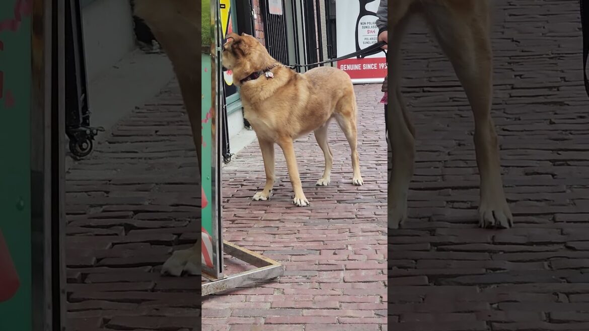 cute dog looking for akita and husky