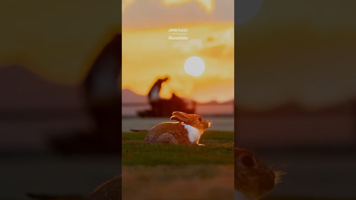 Okunoshima（Hiroshima）｜Japan Places Introduction #shorts #japan