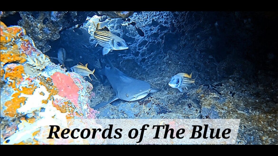 Records of The Blue No.1[4K] Okinawa Japan. Save the ocean & save the planet 오키나와 일본