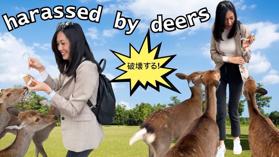 I got attacked by deers | Osaka, Nara, Kobe VLOG I got attacked by deers | Osaka, Nara, Kobe VLOG