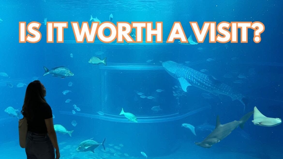 OSAKA AQUARIUM KAIYUKAN: Japan Travel Guide | Things to do in Osaka 🇯🇵