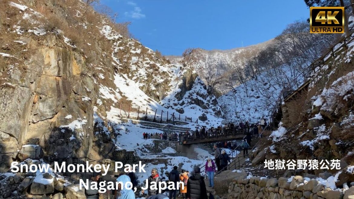 Snow Monkey Park and Hot Springs Nagano Japan | Snow Monkey 4K walking tour 2024 | 地獄谷野猿公苑 Snow Monkey Park and Hot Springs Nagano Japan | Snow Monkey 4K walking tour 2024 | 地獄谷野猿公苑
