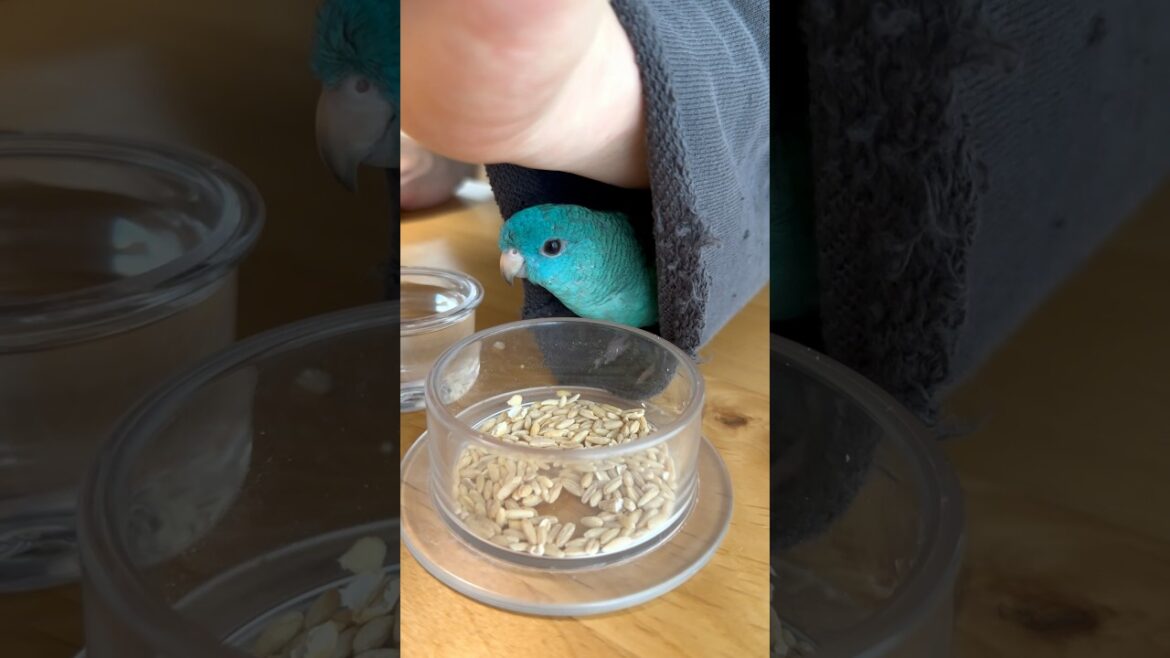 Lineolated Parakeet Wasabi in my Sleeve #Shorts