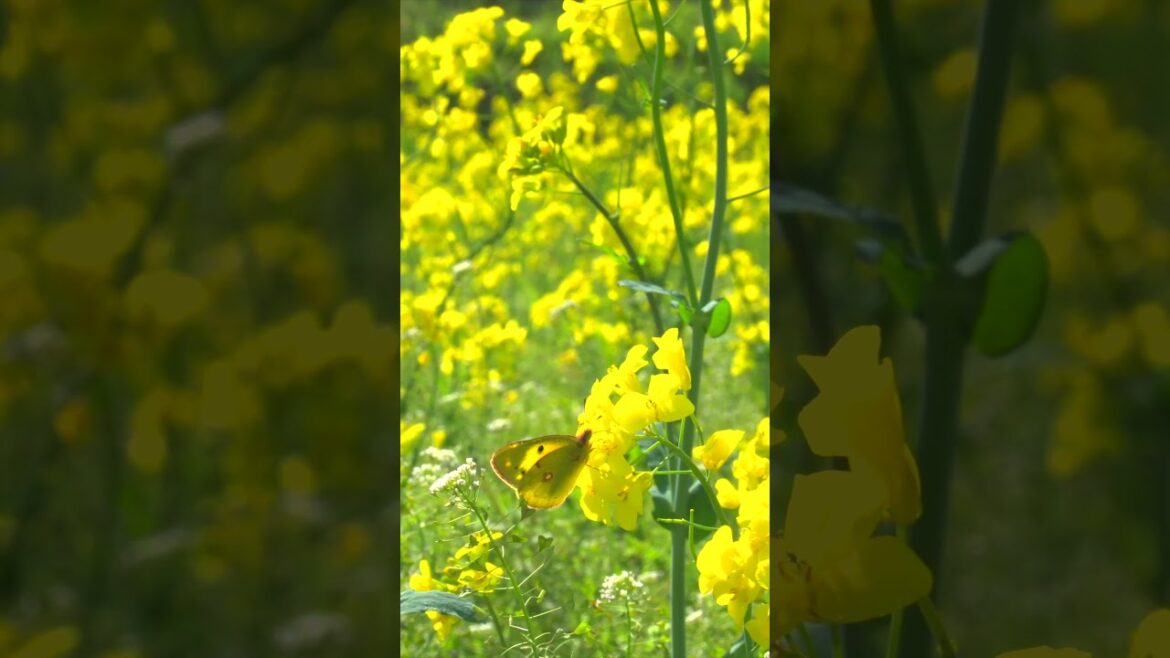 絶景旅行／長野県 安曇野（Azumino,Nagano,Japan） #travel #絶景 #japan #旅行 #shorts  #安曇野  #長野