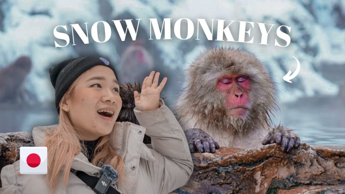 Welcome to The Japanese Snow Monkey Park (Jigokudani Yaen Koen) | Japan vlog π―π΅ Welcome to The Japanese Snow Monkey Park (Jigokudani Yaen Koen) | Japan vlog π―π΅
