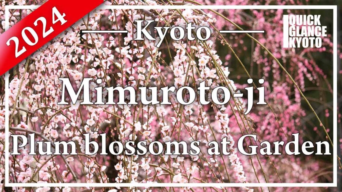 2024 Mimuroto-ji. It is famous as a temple of flowers, and the weeping plum tree  is at its best.