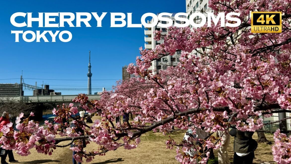 [4K] Early Cherry Blossoms TOKYO & Shizuoka 🇯🇵🌸 Japan Sakura