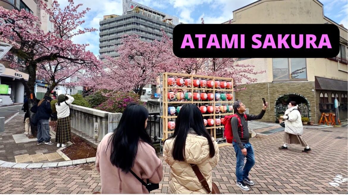 ATAMI, SHIZUOKA, JAPAN 🇯🇵 [4K] Atami Zakura Cherry Blossom —  FEBRUARY 2024
