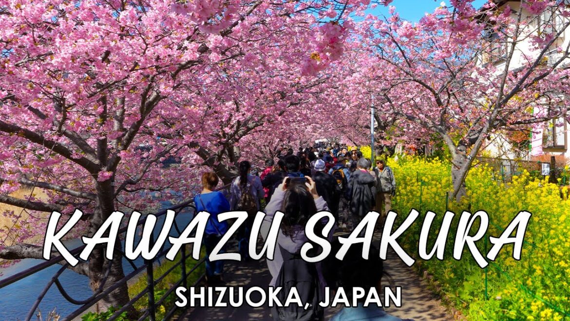 Japan Cherry Blossoms at Kawazu Sakura Festival 河津桜 || Shizuoka, Japan 🇯🇵 【4K Walking Tour】