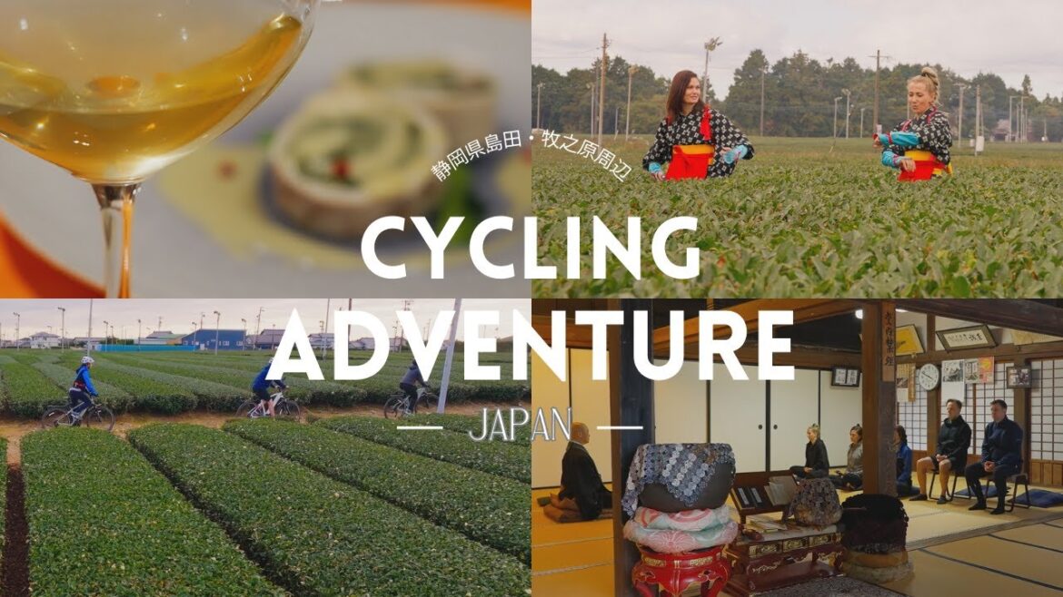 Tea Tour in Shizuoka: Cycling Amidst Makinohara and Shimada's Tea Splendor/静岡サイクリングとお茶体験
