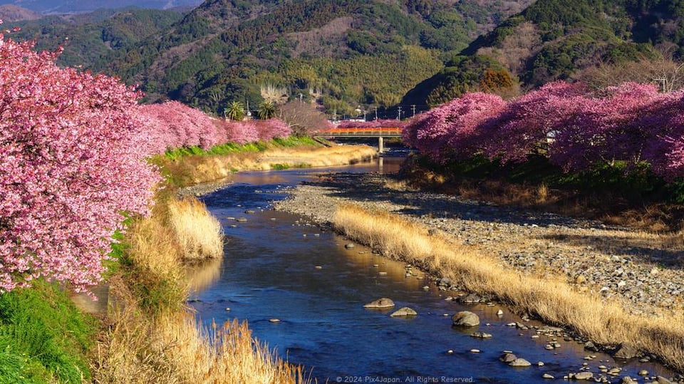 Chasing Early Bloom KawazuZakura Festival 2024 Alo Japan