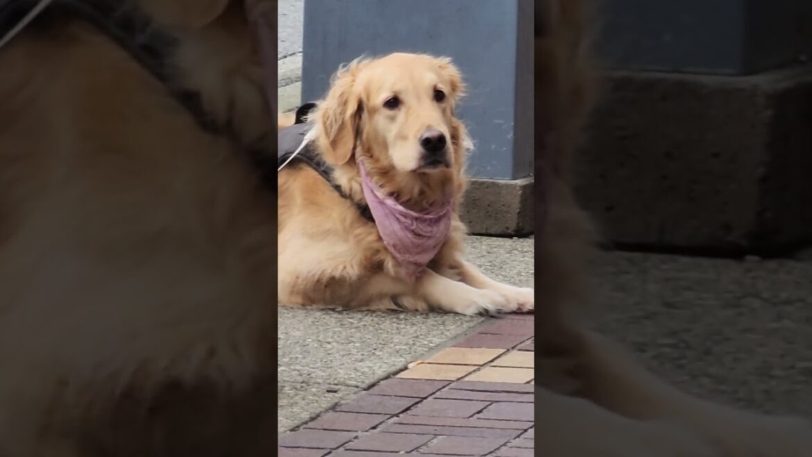 golden retriever awaiting for husky and akita golden retriever awaiting for husky and akita