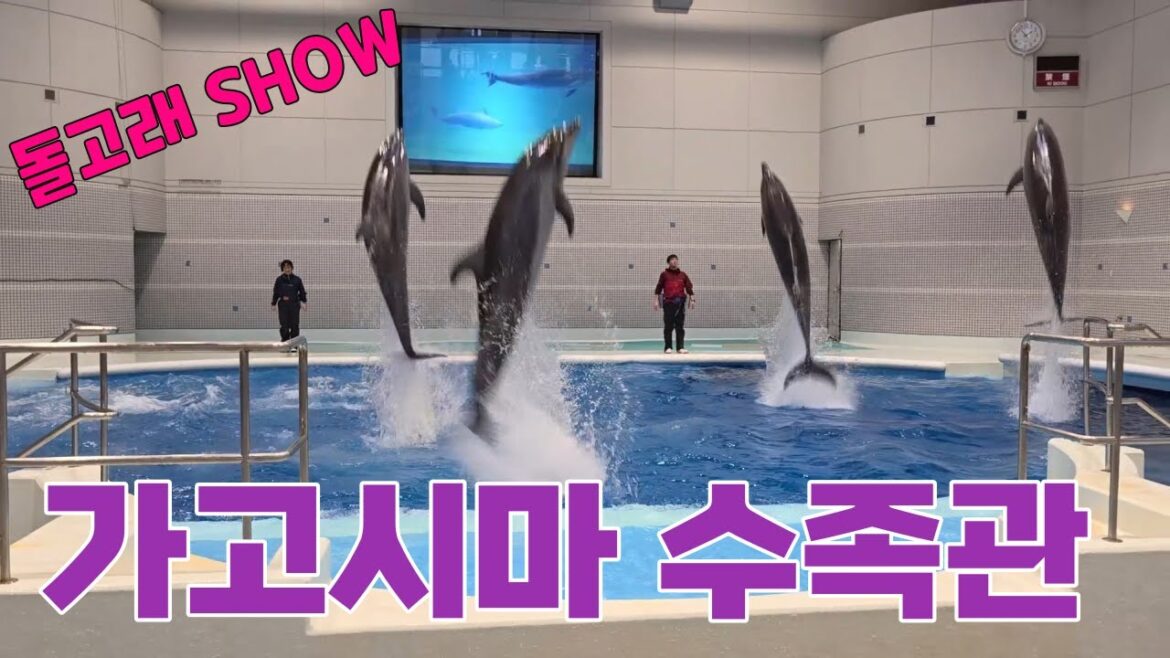 가고시마 여행중 수족관 가서 일어난 일 | 돌고래 쇼는 학대가 맞다? 아니다? [가고시마2]
