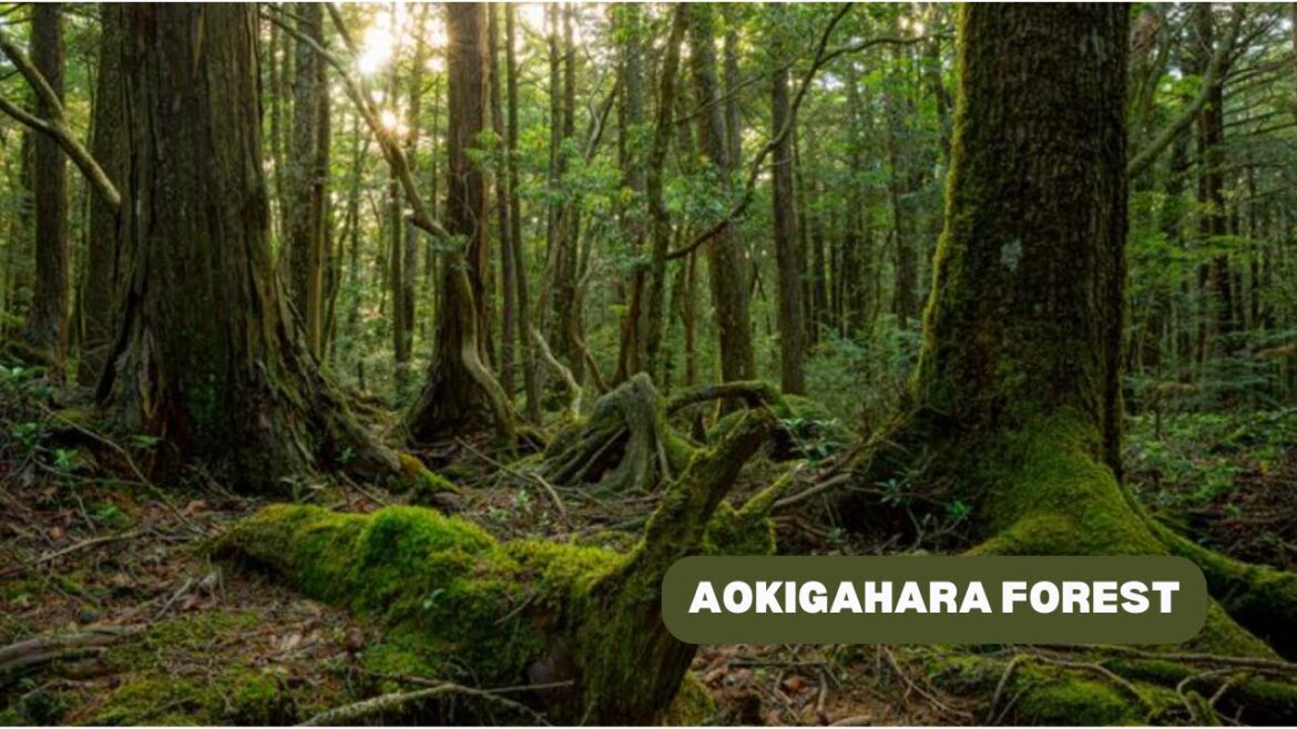 Exploring Aokigahara Forest: Japan’s Haunted Suicide Forest Exploring Aokigahara Forest: Japan's Haunted Suicide Forest