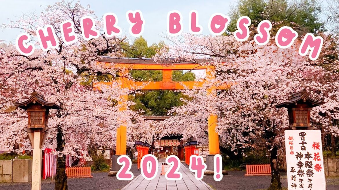 Where to See Japan’s Best Cherry Blossom 2024! π―π΅ KYOTO SPECIAL π―π΅ Where to See Japan's Best Cherry Blossom 2024! π―π΅ KYOTO SPECIAL π―π΅