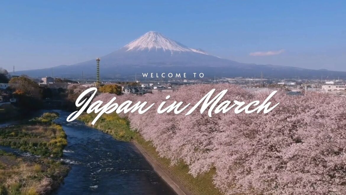 The Best Things to Do in Japan in March | Cherry Blossoms and Beyond The Best Things to Do in Japan in March | Cherry Blossoms and Beyond