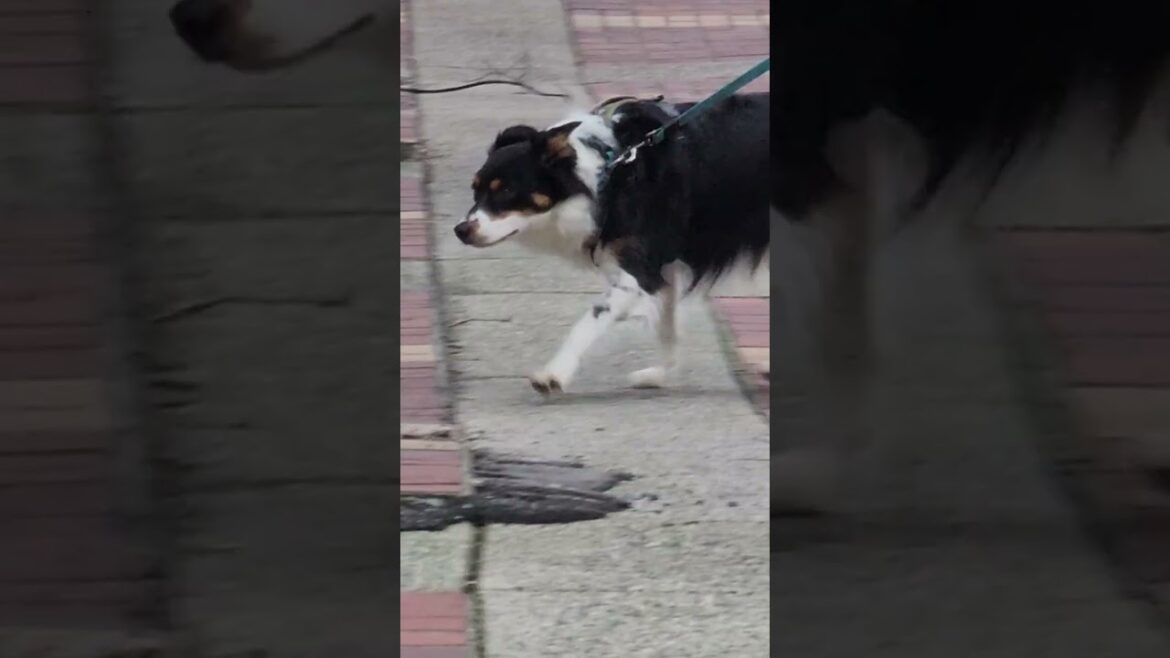 shepherd looking for corgi and akita shepherd looking for corgi and akita