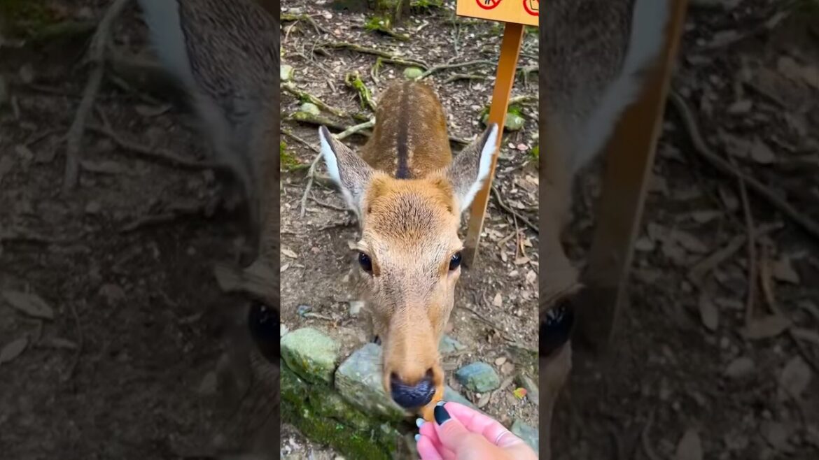 Japan Edition: Places That Do t Feel Real Part 5 #shorts #travel #travel2024 #japan Japan Edition: Places That Do t Feel Real Part 5 #shorts #travel #travel2024 #japan