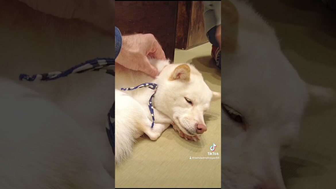 Tokyo’s Unique dog cafe Tokyo's Unique dog cafe