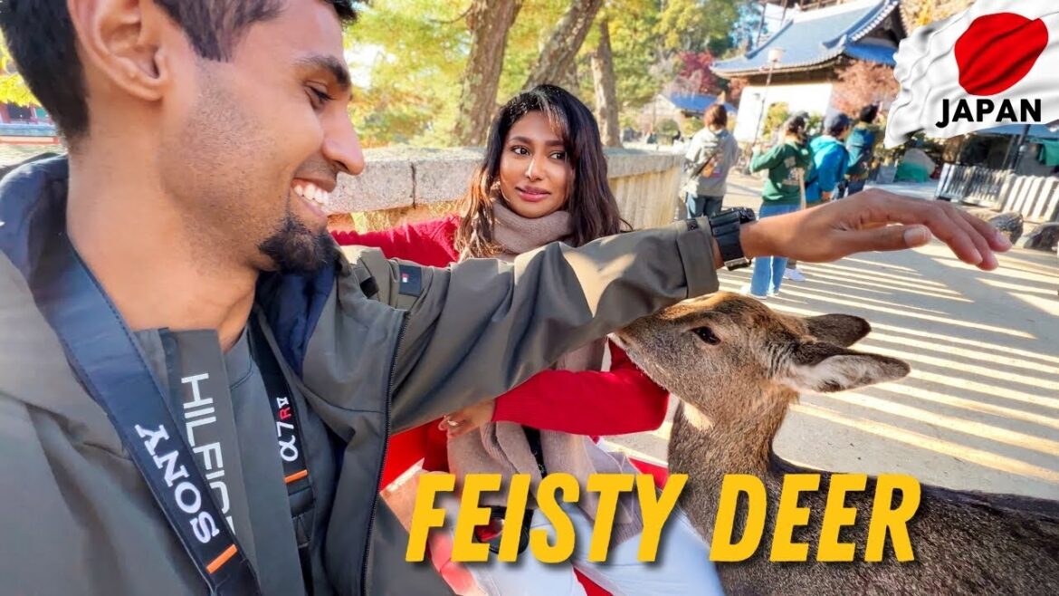 The Deer at Miyajima are WAY DIFFERENT – Miyajima Day Trip The Deer at Miyajima are WAY DIFFERENT - Miyajima Day Trip