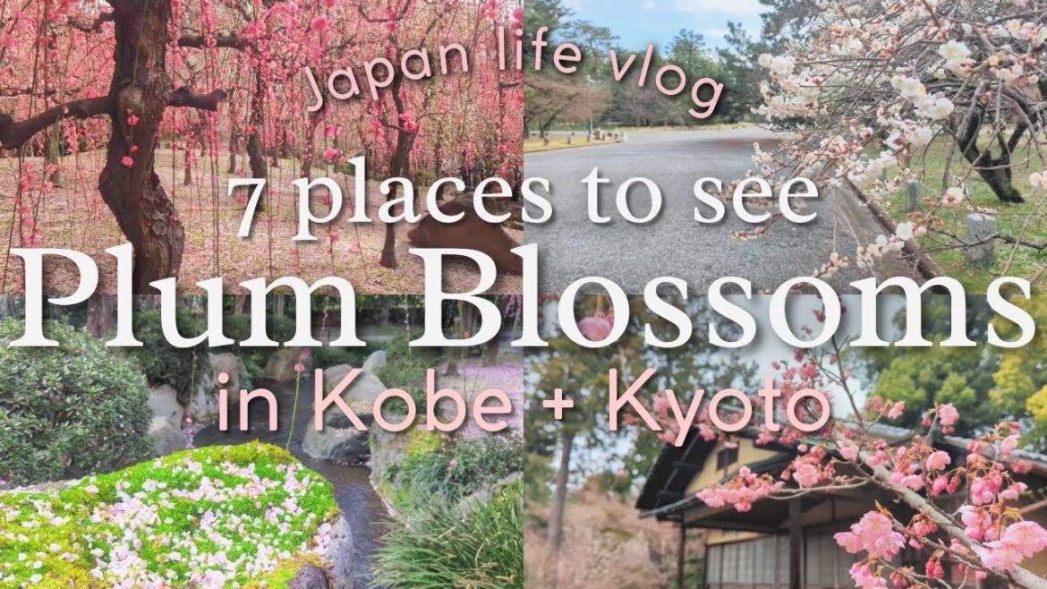 Can't wait for sakura? Enjoy these top plum blossom spots!
