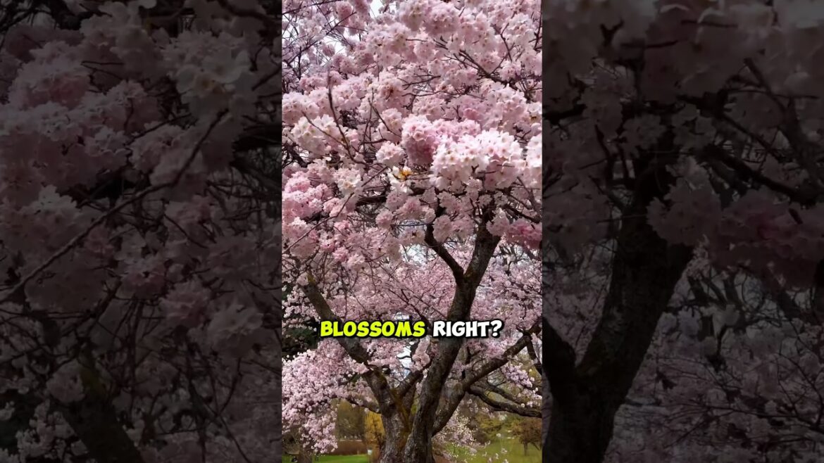 Japan's Cherry Blossoms Are Afraid Of Hokkaido #cherryblossom #hokkaido