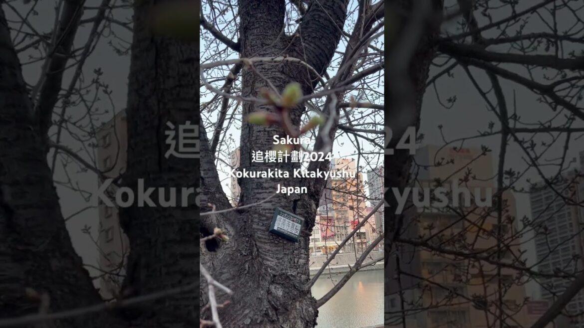Sakura 2024追櫻計劃#11，日本北九州市小倉北區含苞的寒櫻，Kokurakita Kitakyushu , Japan 。