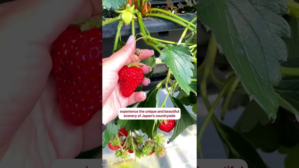 π Dive into Japan’s Sweetness: Strawberry Picking Adventure! π Dive into Japan's Sweetness: Strawberry Picking Adventure!