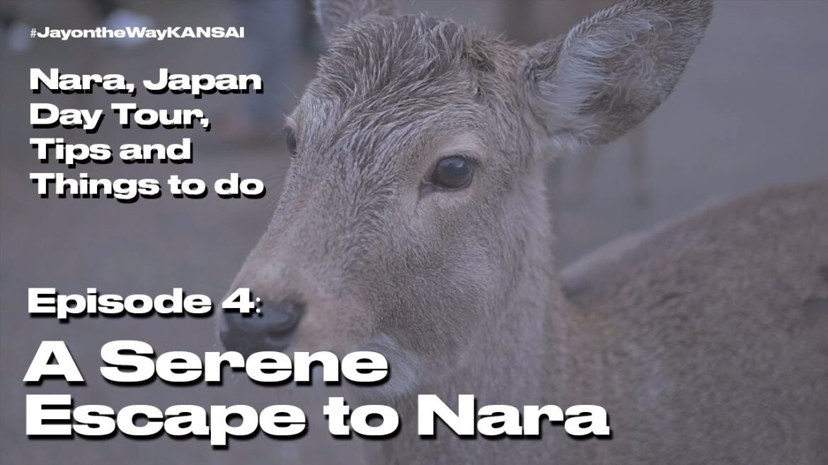 Episode 4: A Serene Escape to Nara, Japan 🇯🇵 (#JayontheWayKANSAI: Nara Japan Day Tour & Travel Tips)