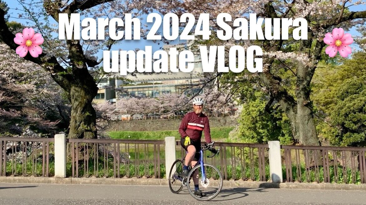 Tokyo's postcard-perfect cherry blossom spot 2024 Sakura update VLOG March 22nd