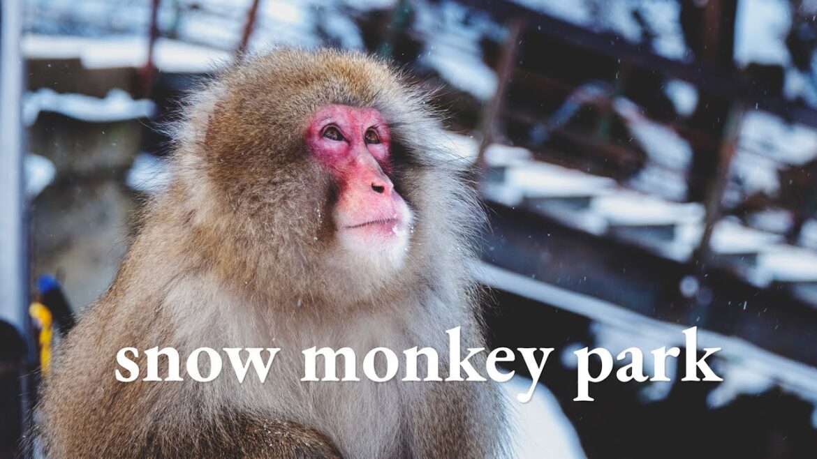 JAPAN TRAVEL VLOG | Snow Monkey Park