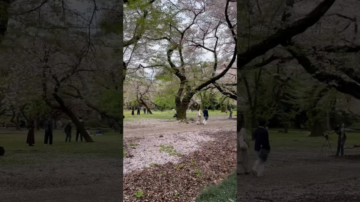 Cherry Blossom in Tokyo! #japan #travel #shorts #sakura