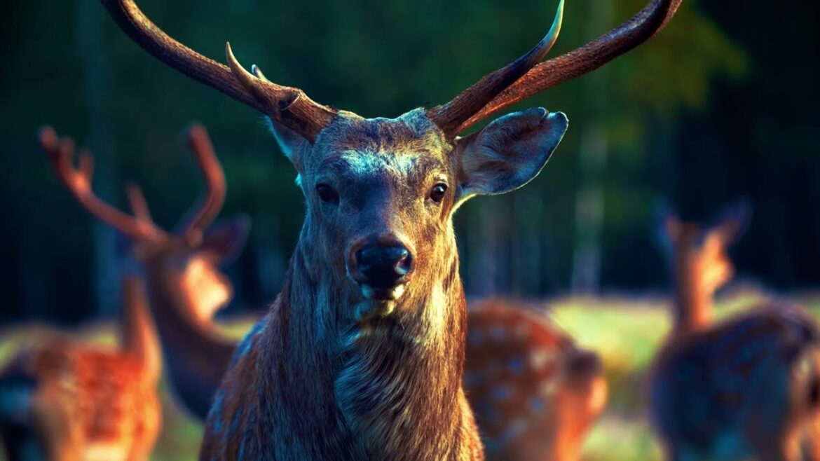 SCANDINAVIAN NATURE SCANDINAVIAN NATURE