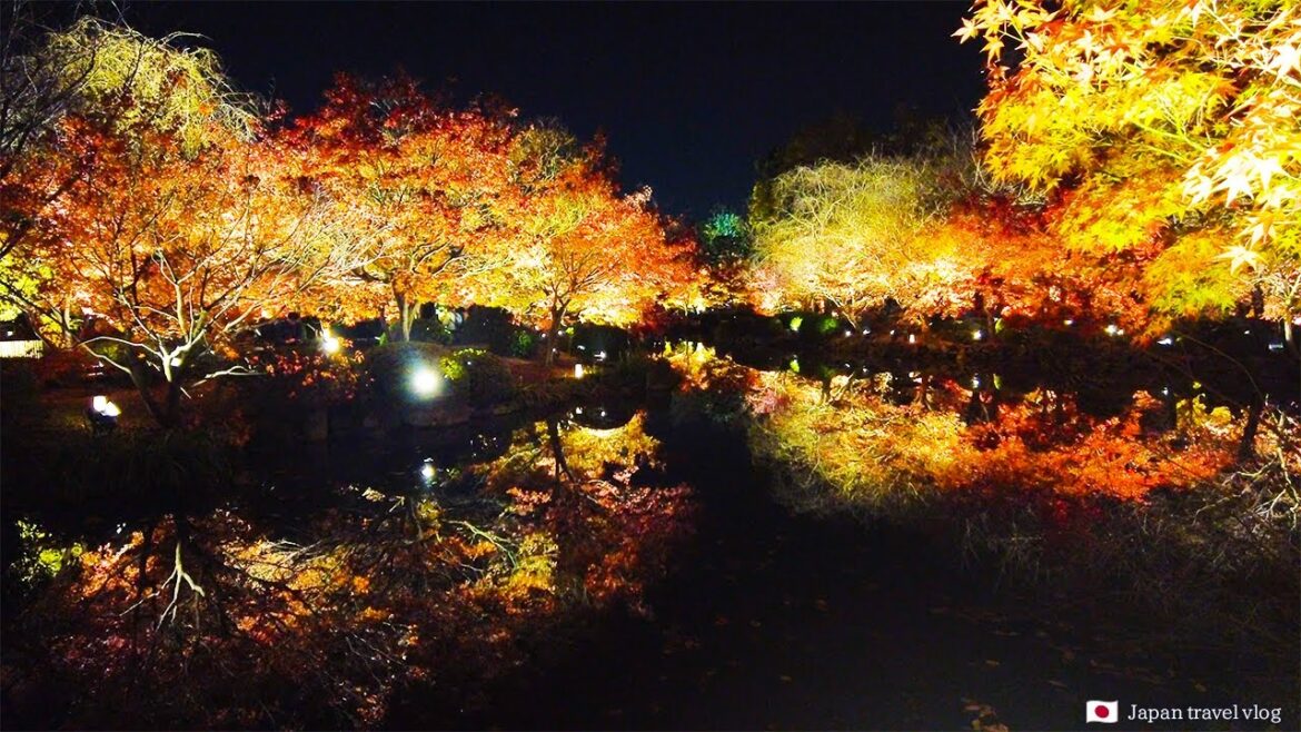 Kyoto in late autumn|Walking around Touji Temple, illuminated at night|🇯🇵Japan travel vlog Kyoto in late autumn|Walking around Touji Temple, illuminated at night|🇯🇵Japan travel vlog