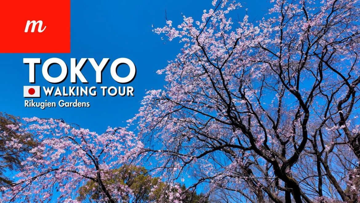 🌸TOKYO Walking Tour | Rikugien Gardens Cherry Blossoms Viewing | March 30, 2024 🌸TOKYO Walking Tour | Rikugien Gardens Cherry Blossoms Viewing | March 30, 2024