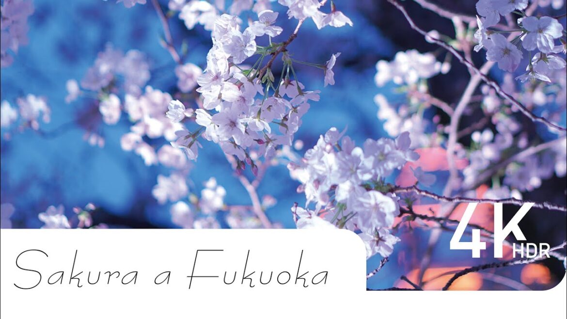 #42［福岡］舞鶴公園の桜 Sakura a Fukuoka