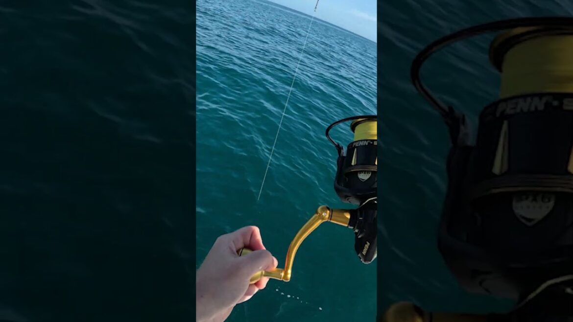 I Didnt Except To Hook This GIANT Fish!! #fishing #bigfish #fishinglife #fishingvideo #fishingdaily I Didnt Except To Hook This GIANT Fish!! #fishing #bigfish #fishinglife #fishingvideo #fishingdaily